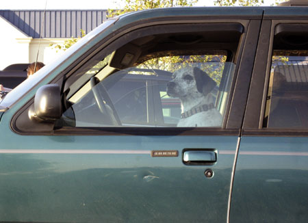 dog-driver.jpg