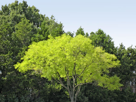 sept26_sunlit-tree.jpg